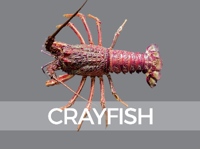 crayfish-species-id